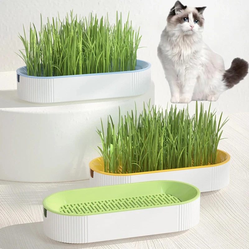 Hydroponic Cat Grass Growing Kit – Easy & Healthy Catnip Treat